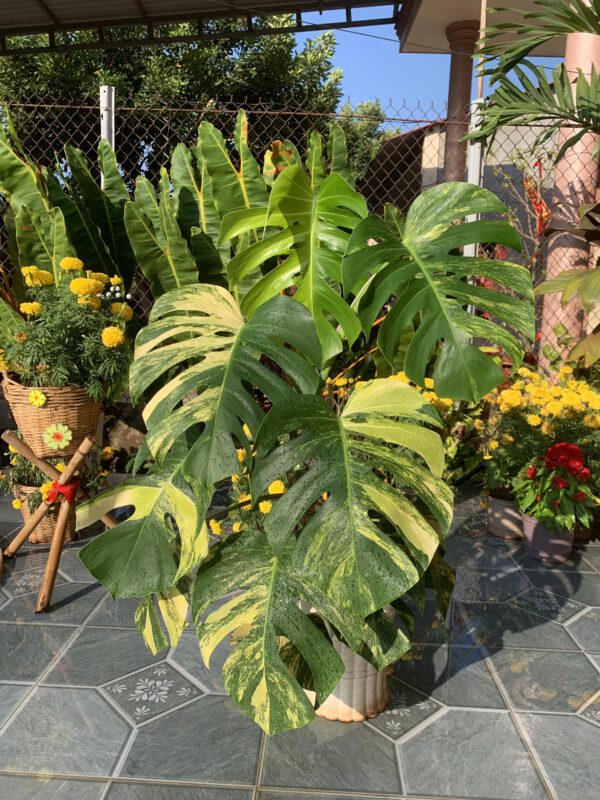 monstera-aure-borsigiana-tphcm