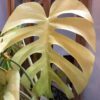 monstera-borsigiana-deliciosa-mint-variegated