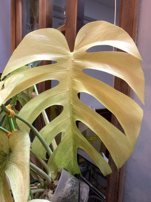 monstera-borsigiana-deliciosa-mint-variegated