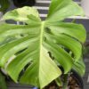 monstera-deliciosa-green-on-green