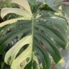 Monstera Borsigiana x Deliciosa Mint Variegated