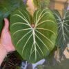 philodendron-gloriosum-dark-form