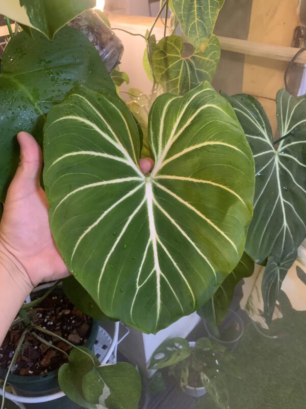 philodendron-gloriosum-dark-form