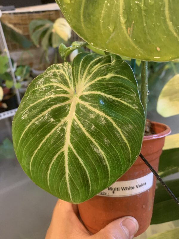 philodendron gloriosum multi white vein