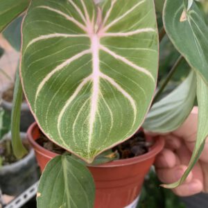 philodendron-gloriosum-silver-round-form