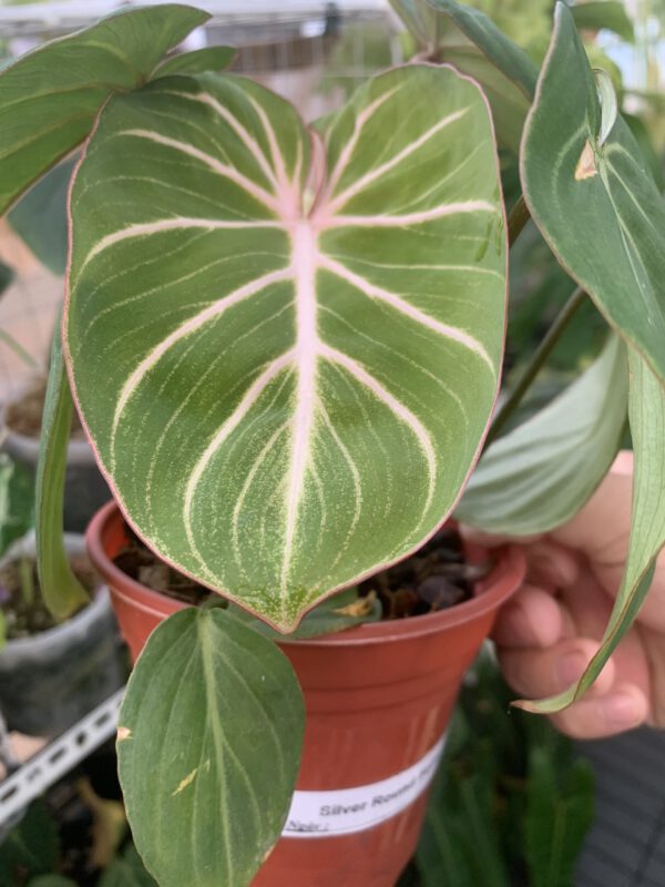 philodendron-gloriosum-silver-round-form