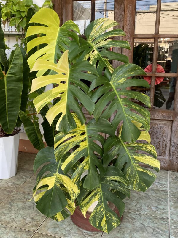 monstera-Aure-variegata