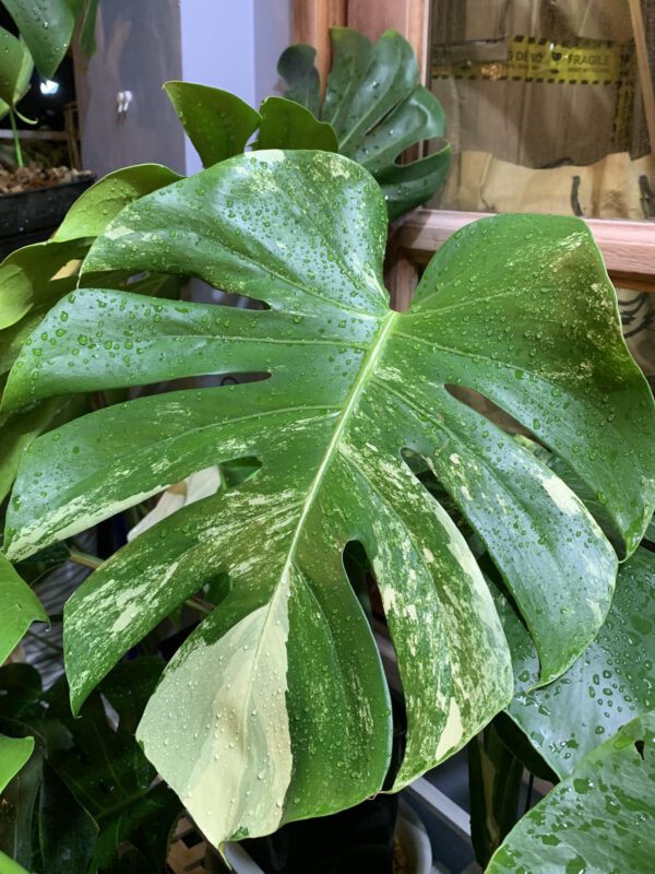 monstera-deliciosa-albo-variegata