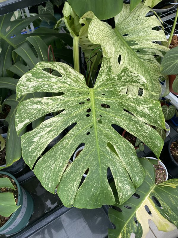 monstera-deliciosa-mint