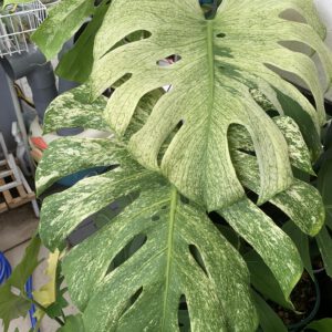 monstera-deliciosa-mint-mp