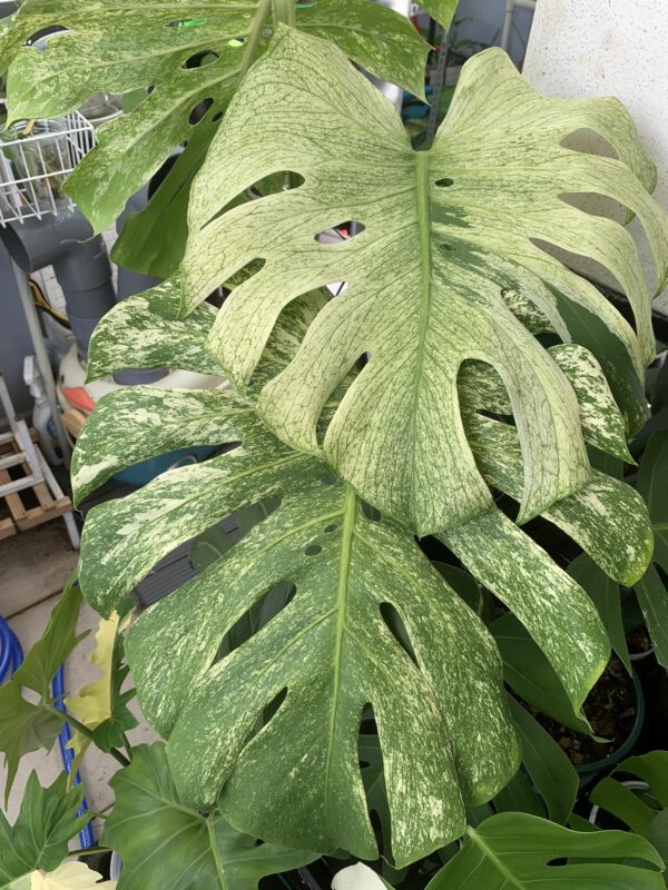 monstera-deliciosa-mint-mp